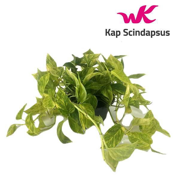 Picture of SCINDAPSUS HICOLOR BOWL
