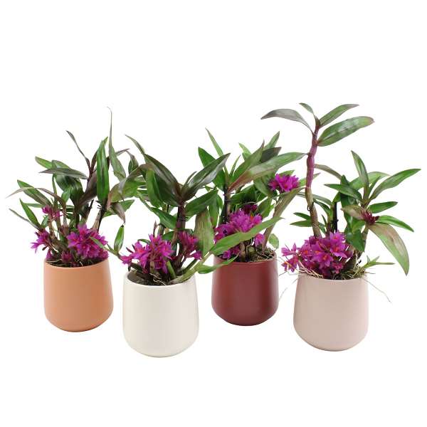 Picture of DENDROBIUM HIBIKI 06-CLUSTERS IN LUCERY CERAMIC