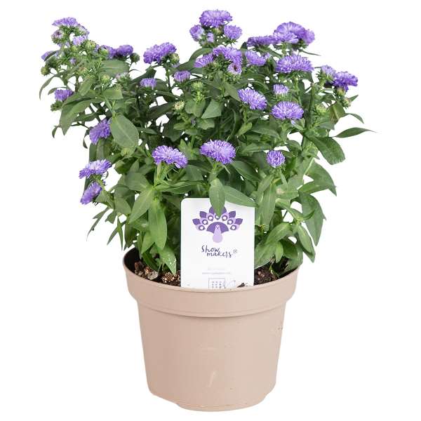 Picture of ASTER SHOWMAKERS BLUE BAYOU 