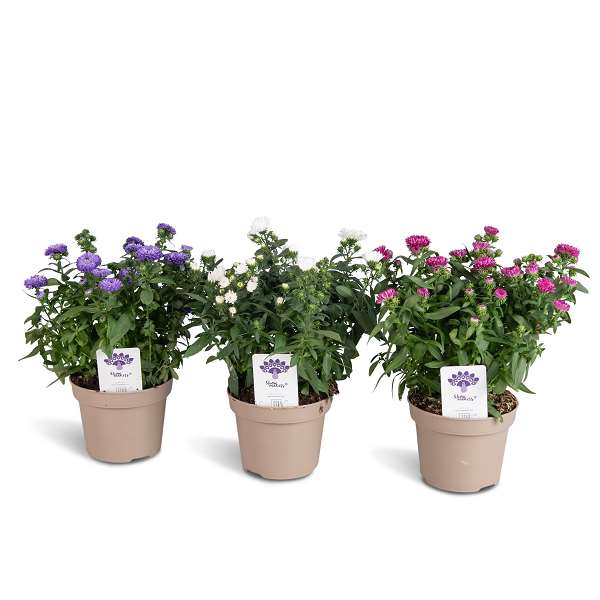 Picture of ASTER SHOWMAKERS MIX 