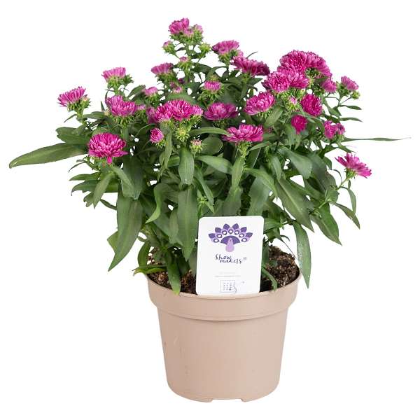 Picture of ASTER SHOWMAKERS PRETTY PINK