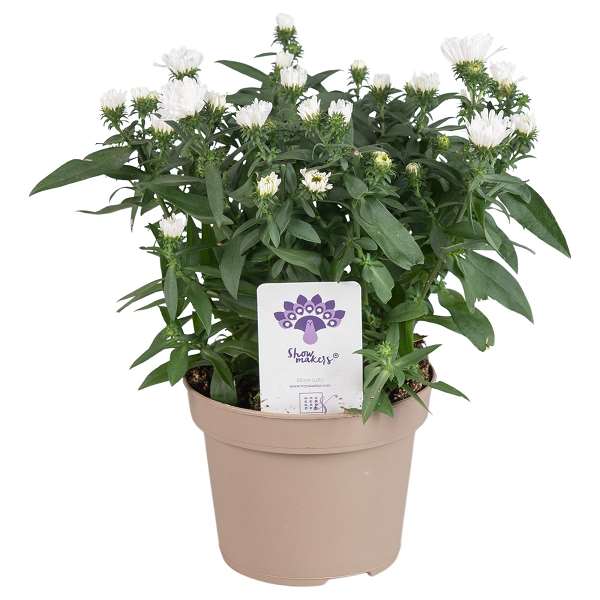 Picture of ASTER SHOWMAKERS SNOW WHITE 
