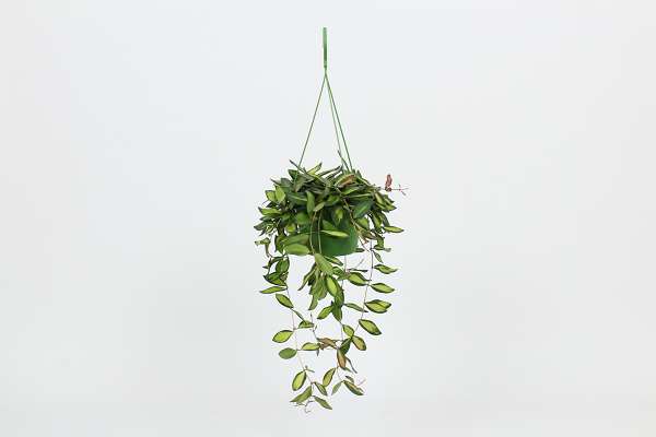 Picture of HOYA BURTONIAE VARIEGATUM HANGING BASKET