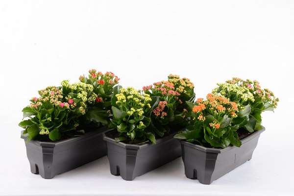Picture of JARDINIERE KALANCHOE  CARNAVAL 3PL D40