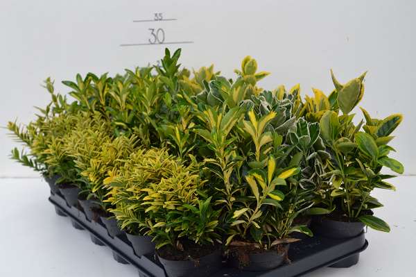 Picture of Euonymus japonica mix