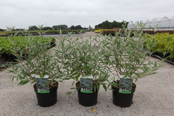 Picture of CARYOPTERIS CLANDONENSIS  HEAVENLY BLUE