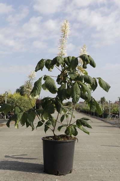 Picture of AESCULUS PARVIFLORA