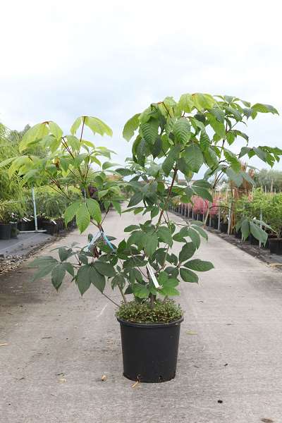 Picture of AESCULUS PARVIFLORA