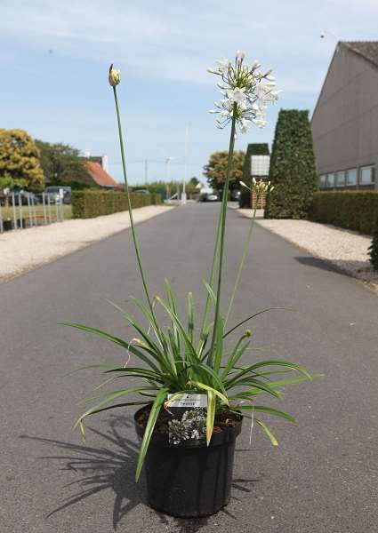 Picture of AGAPANTHUS AFRICANUS TWISTER 
