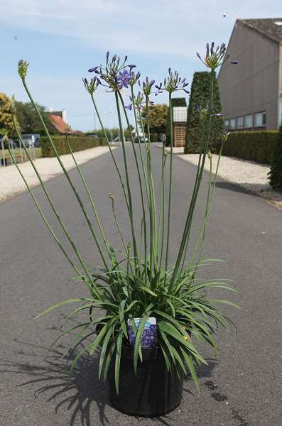 Picture of AGAPANTHUS WINTER STORM