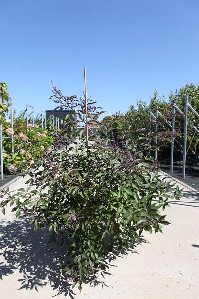 Picture of VITEX AGNUS-CASTUS FIRST EDITIONS® 'FLIP SIDE®'