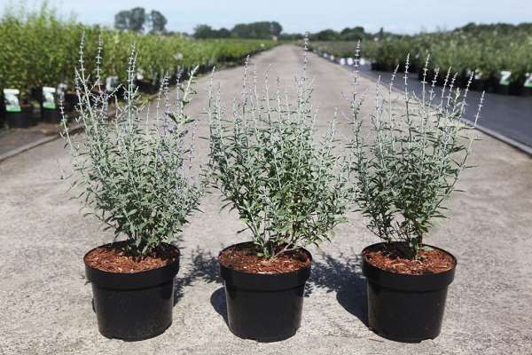 Picture of PEROVSKIA ATRIPLICIFOLIA 'PRIME TIME' (PBR)