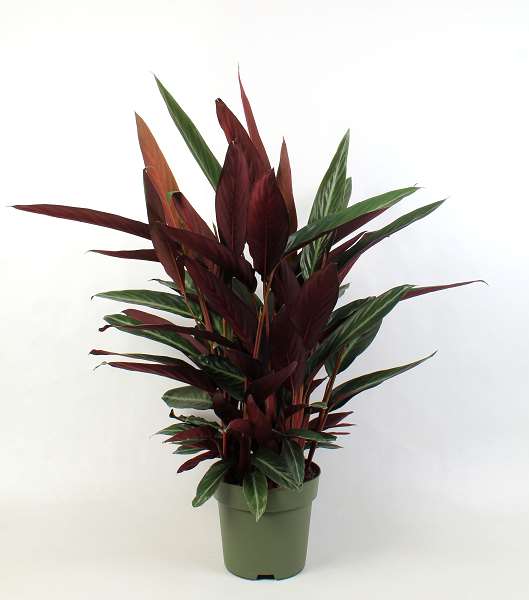 Picture of CALATHEA STROMANTHE SANGUINEA