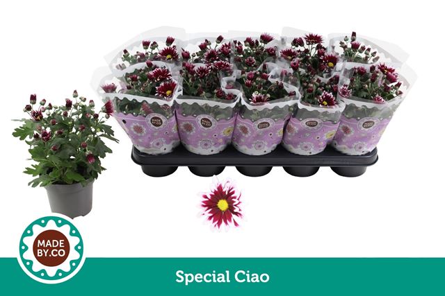Picture of Chrysanthemum special ciao
