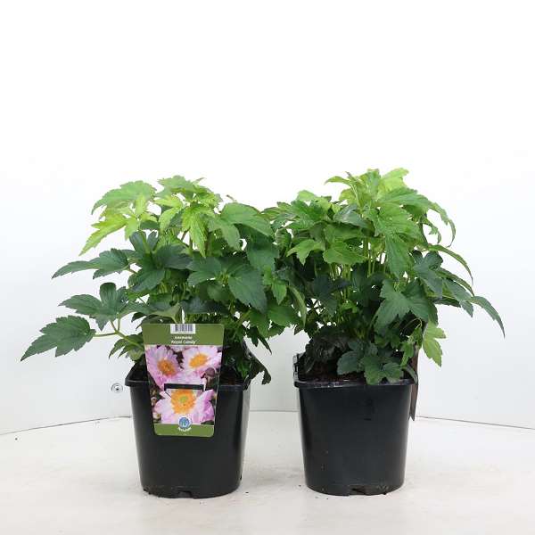 Picture of ANEMONE 'ROYAL CANDY