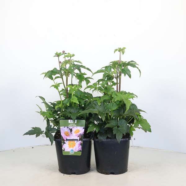 Picture of Anemone royal candy
