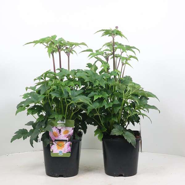 Picture of ANEMONE ROYAL CANDY