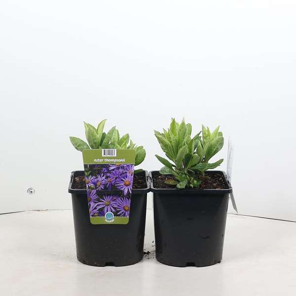 Picture of Aster thomsonii