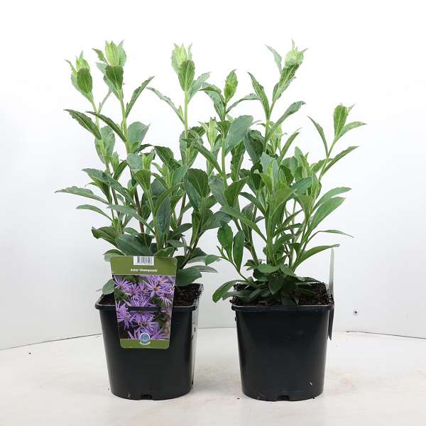 Picture of ASTER THOMSONII