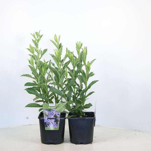 Picture of Aster thomsonii