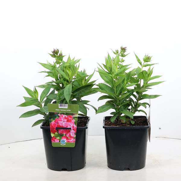 Picture of PHLOX PANICULATA FAMOUS CERISE