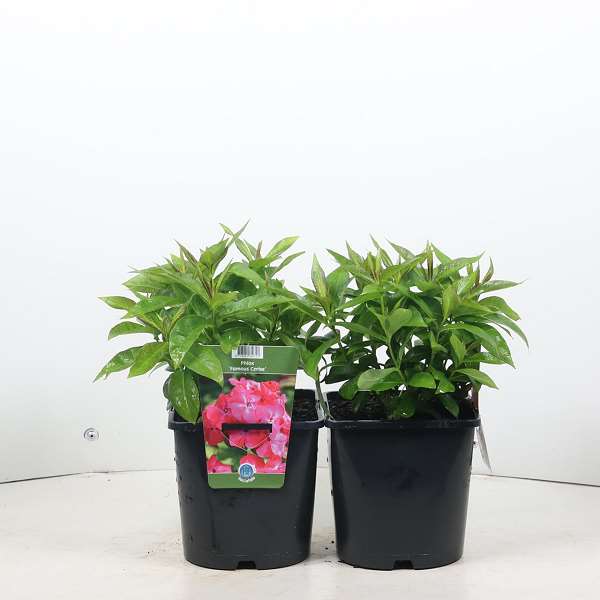 Picture of PHLOX PANICULATA FAMOUS CERISE