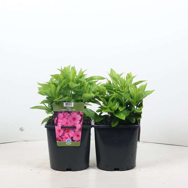 Picture of PHLOX PANICULATA FAMOUS LIGHT PINK