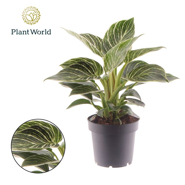 Picture of Philodendron birkin