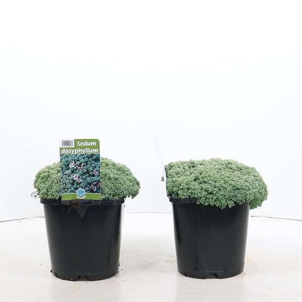 Picture of SEDUM DASYPHYLLUM