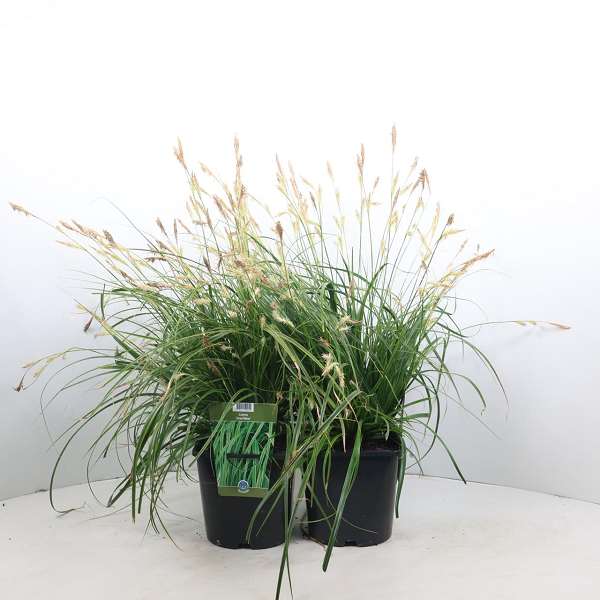 Picture of Carex oshimensis everlime