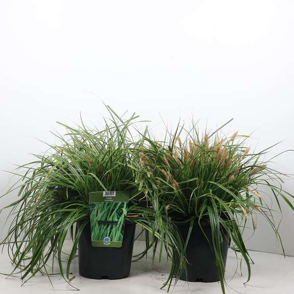 Picture of Carex oshimensis everlime