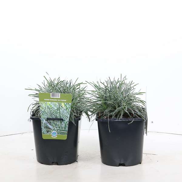 Picture of FICINIA TRUNCATA ICE CRYSTAL