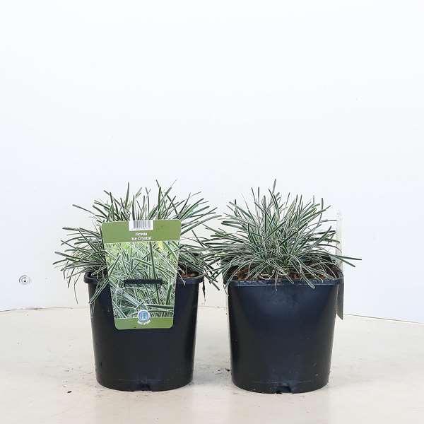 Picture of Ficinia truncata ice crystal