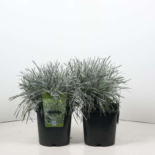 Picture of Ficinia truncata ice crystal