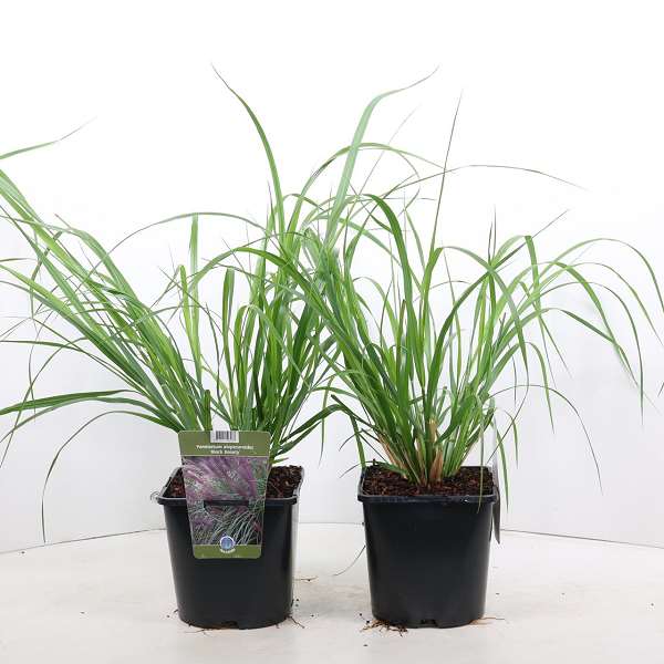 Picture of PENNISETUM ALOPECUROIDES BLACK BEAUTY