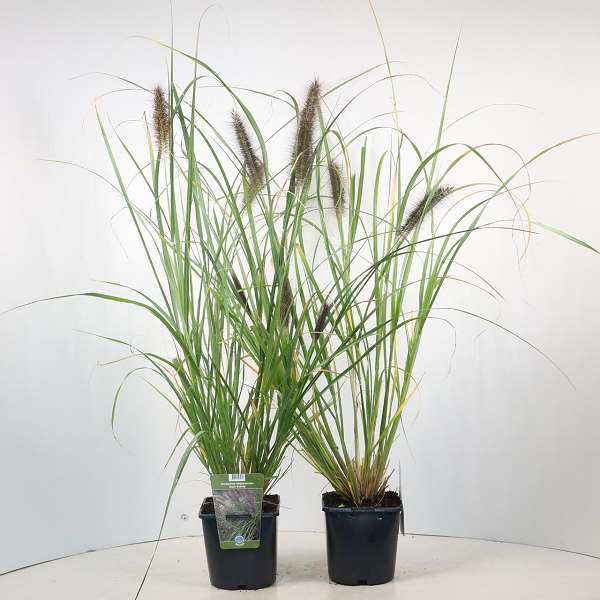 Picture of PENNISETUM ALOPECUROIDES BLACK BEAUTY