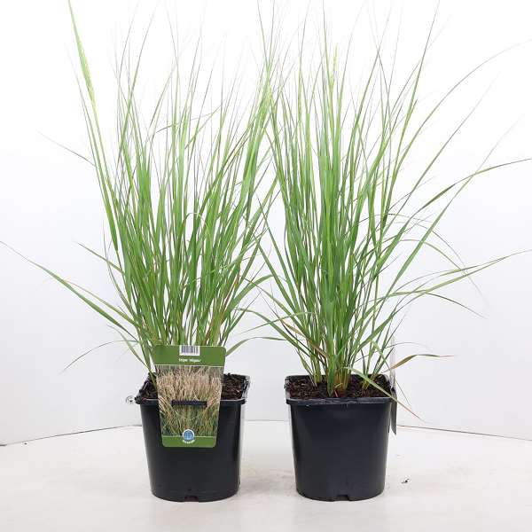 Picture of STIPA CALAMAGROSTIS ALLGÄU