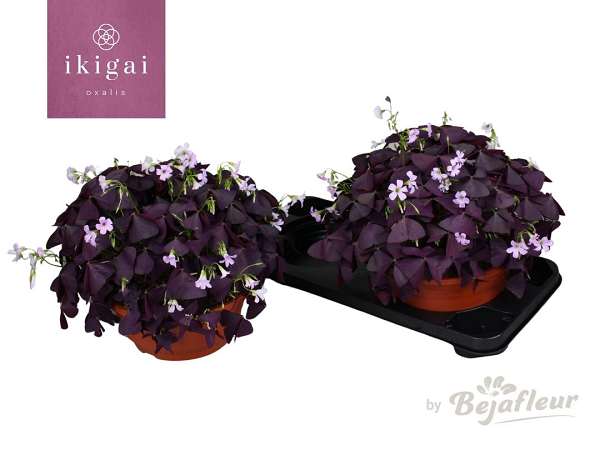 Picture of OXALIS MIJKE BOWL