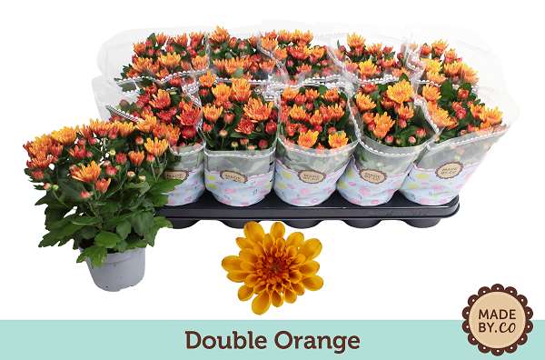 Picture of CHRYSANTHEMUM INDICUM DOUBLE ORANGE