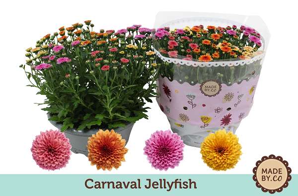 Picture of CHRYSANT JELLYFISH CARNAVAL