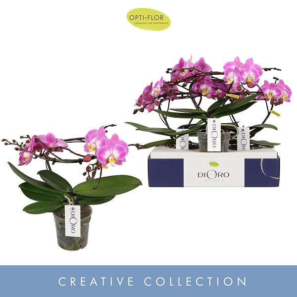 Picture of PHALAENOPSIS 02-STEM DIORO ALLURE