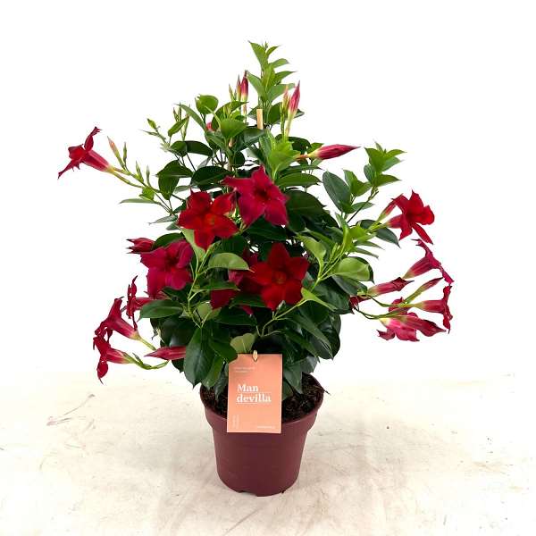 Picture of MANDEVILLA PYRAMID RED