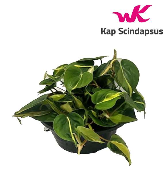 Picture of PHILODENDRON BRASIL BOWL