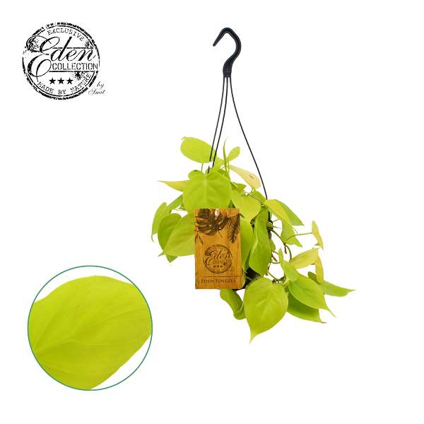 Picture of PHILODENDRON MICANS LIME 