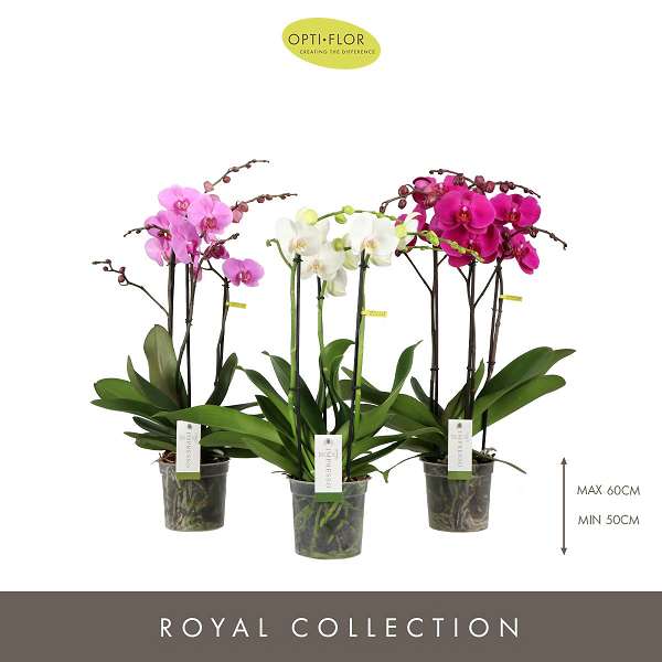 Picture of PHALAENOPSIS 03-STEM IMPRESSO MIX