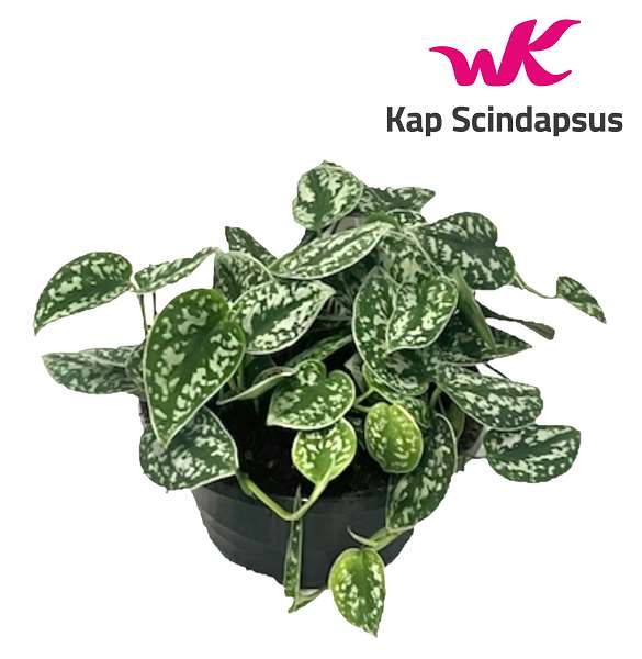 Picture of SCINDAPSUS PICTUS BOWL