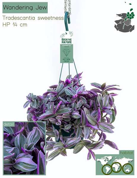 Picture of TRADESCANTIA SWEETNESS HANGPOT