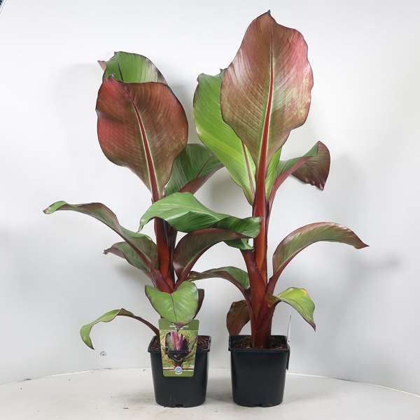 Picture of ENSETE VENTRICOSUM MAURELII