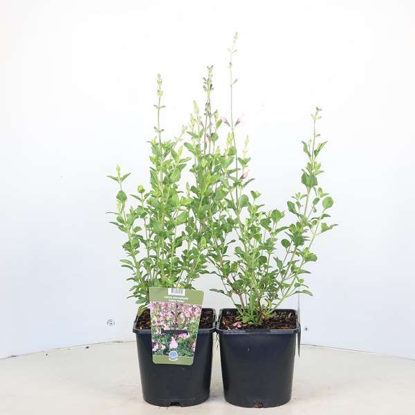 Picture of Salvia microphylla delice fiona