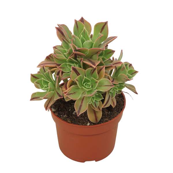 Picture of AEONIUM LEUCOBLEPHARUM RED STRIPE 